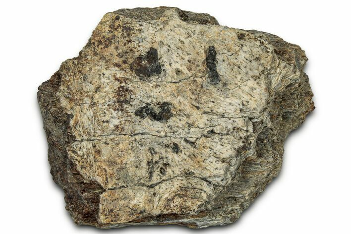 Dinosaur (Triceratops) Frill Shield Section - Montana #348087